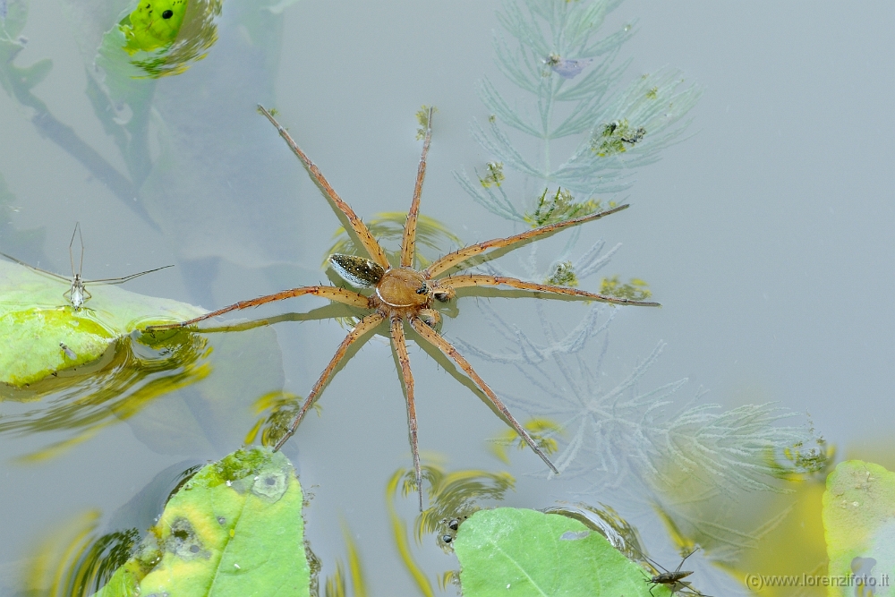 Dolomedes plantarius (Ragno pescatore).jpg